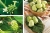 Introduction of Noni products 